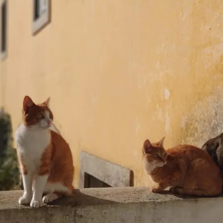 The Five House Gasthof Sintra