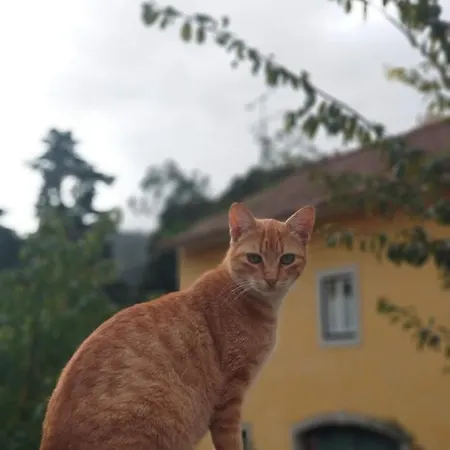 The Five House Sintra